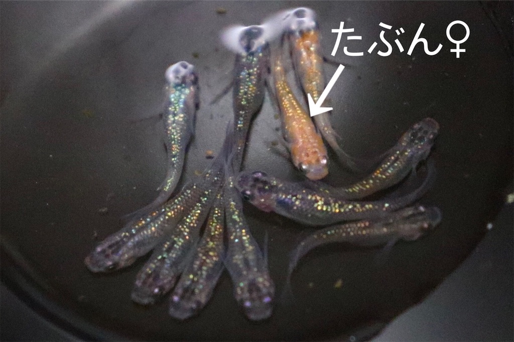 忘却の翼の色揚がり ゴリラめだかのブログ 忘却の翼の色揚がり ゴリラめだかのブログ