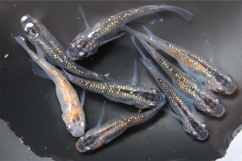 忘却の翼と王華の産卵 ゴリラめだかのブログ 忘却の翼と王華の産卵 ゴリラめだかのブログ