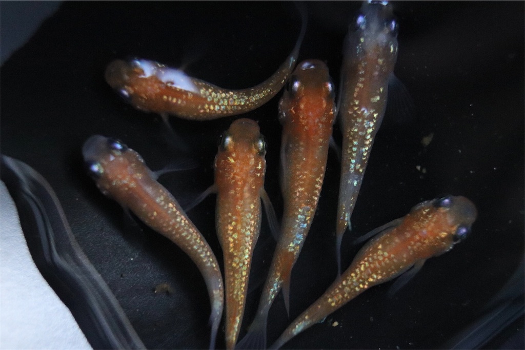 忘却の翼と王華の産卵 ゴリラめだかのブログ 忘却の翼と王華の産卵 ゴリラめだかのブログ
