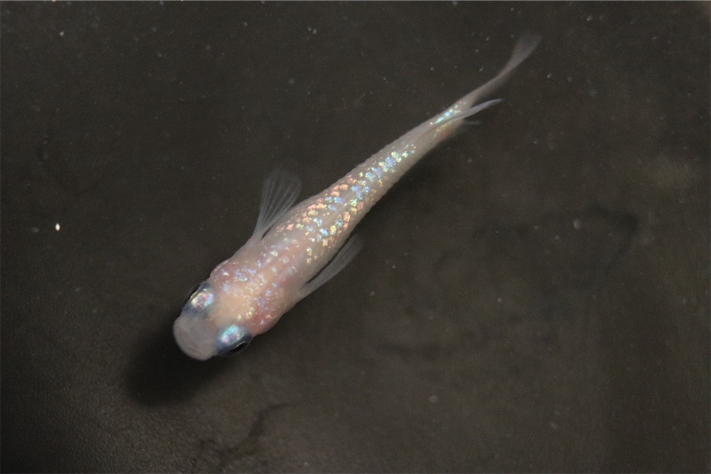 王華の白系 - ゴリラめだかのブログ