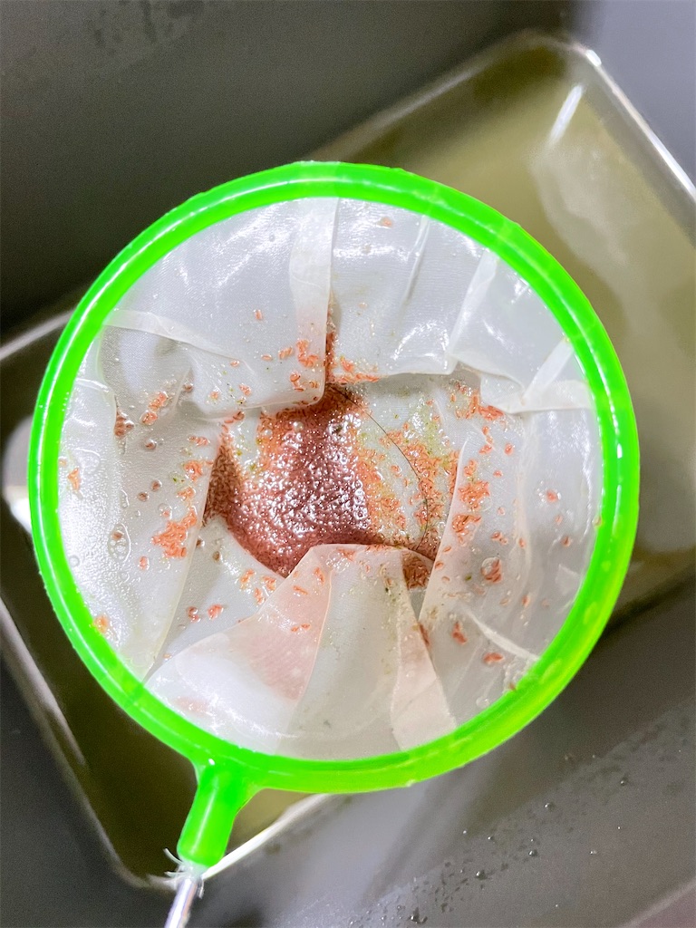 お手軽ミジンコ繁殖を目指す実験 ゴリラめだかのブログ