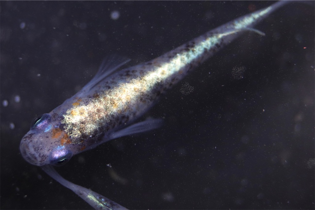 三色体外光 写真現物 上物 30～35匹