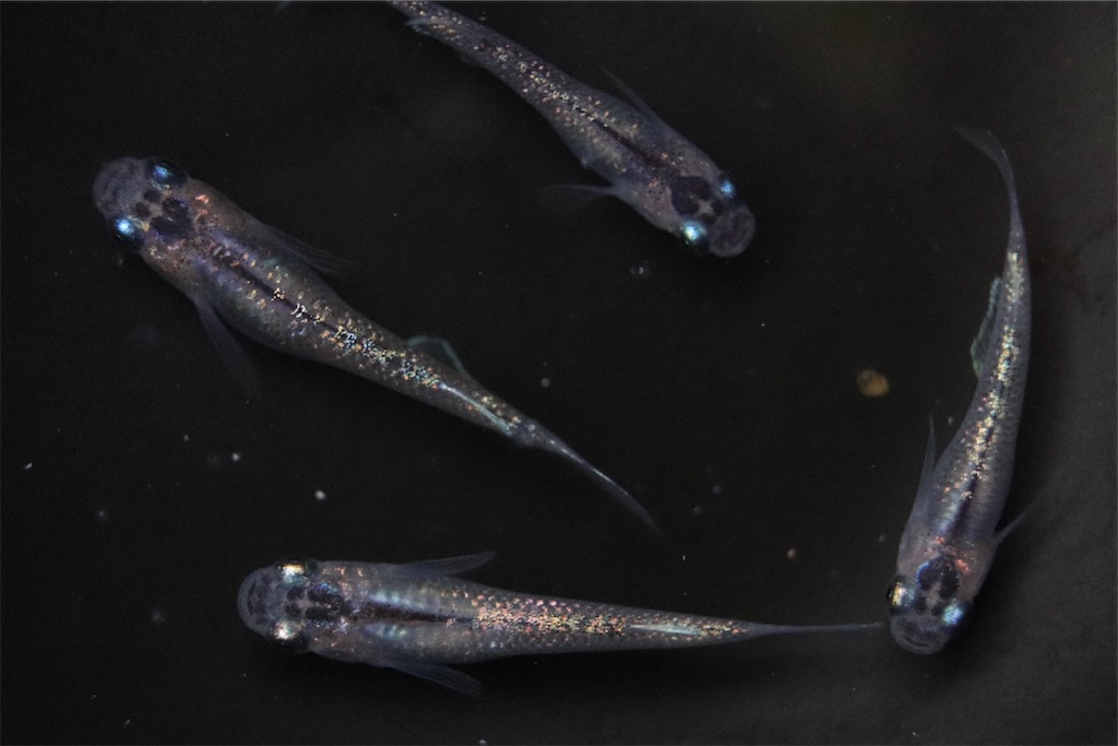忘却の翼体外光 タイプ別の紹介 ゴリラめだかのブログ