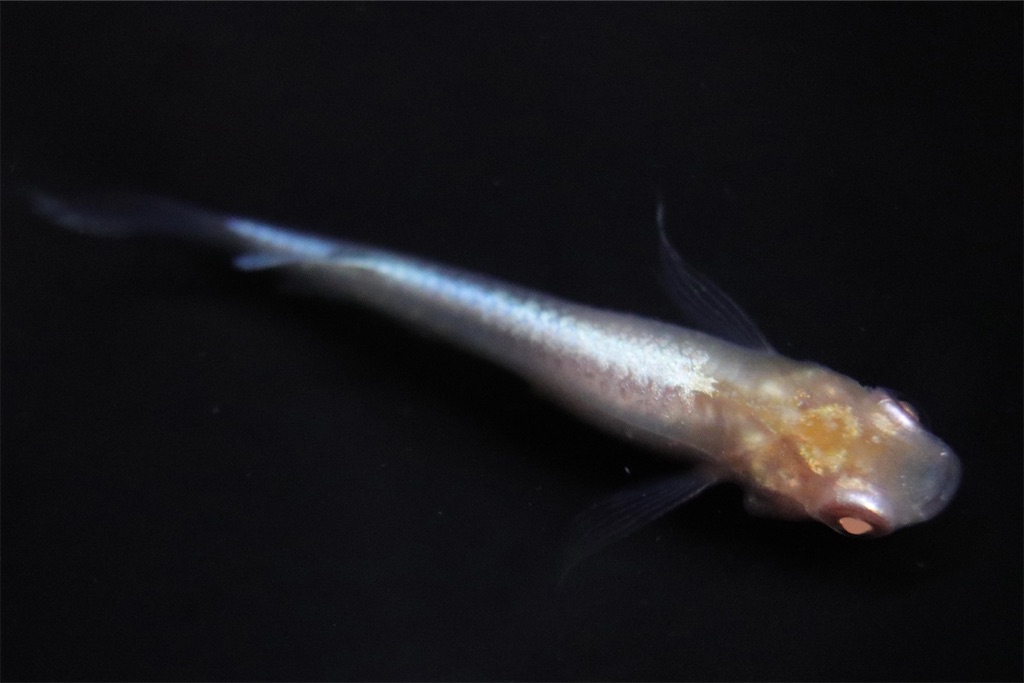 ブドウ目｣をちゃんと理解してなかった… - ゴリラめだかのブログ