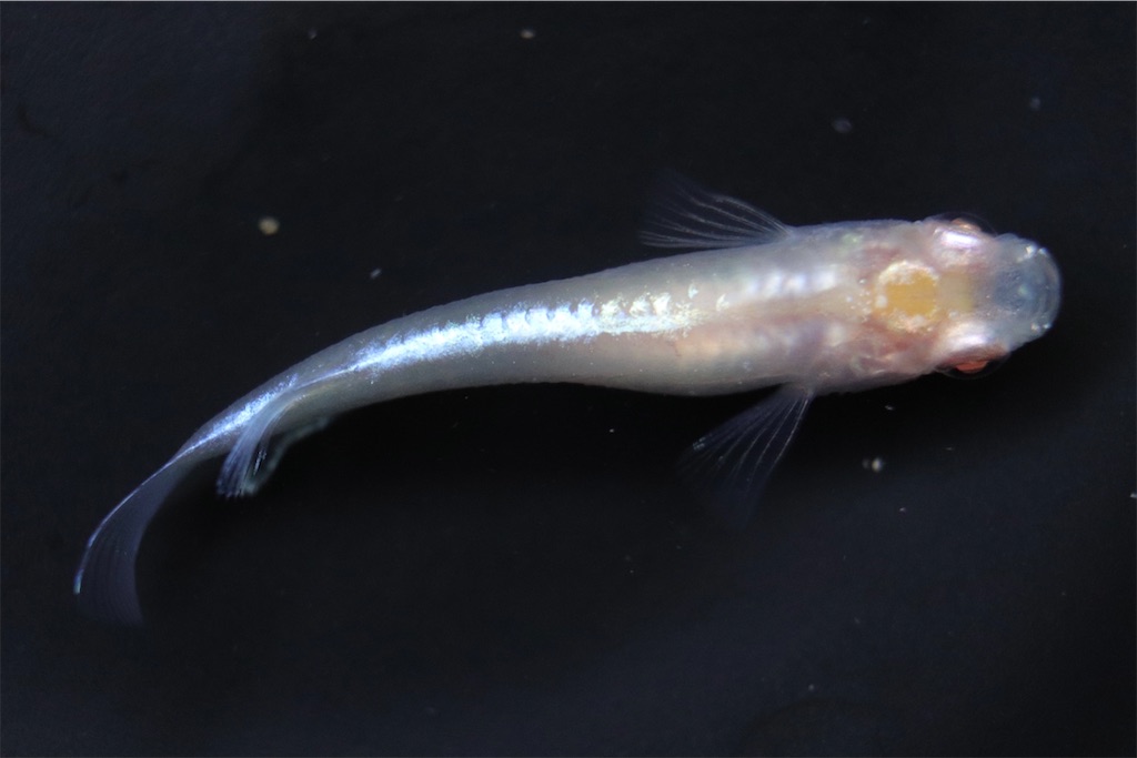 アルビノシルバー（ブドウ目） アルビノシルバーアロワナブドウ目 : ワンラブ観賞魚部門の入荷情報