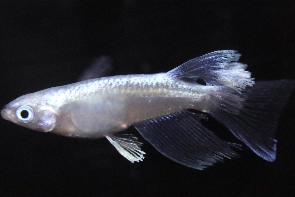 メダカ Sみゆきリアルロングフィン ヘテロペアー