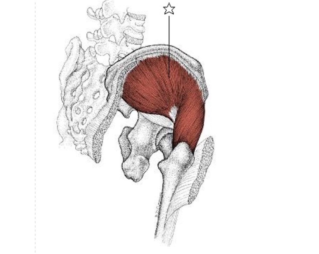 f:id:GorillaStrengthAndTherapy:20170521090239j:image
