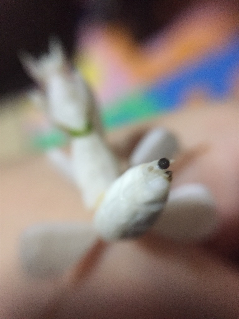 f:id:Gottesanbeterin:20180823204616j:image f:id:Gottesanbeterin:20180823204616j:image