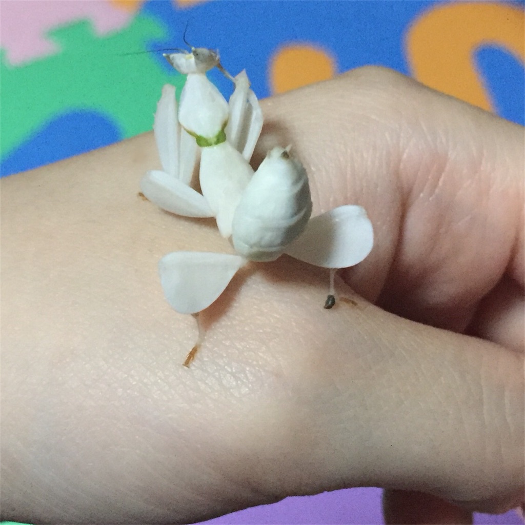 f:id:Gottesanbeterin:20180823204620j:image f:id:Gottesanbeterin:20180823204620j:image