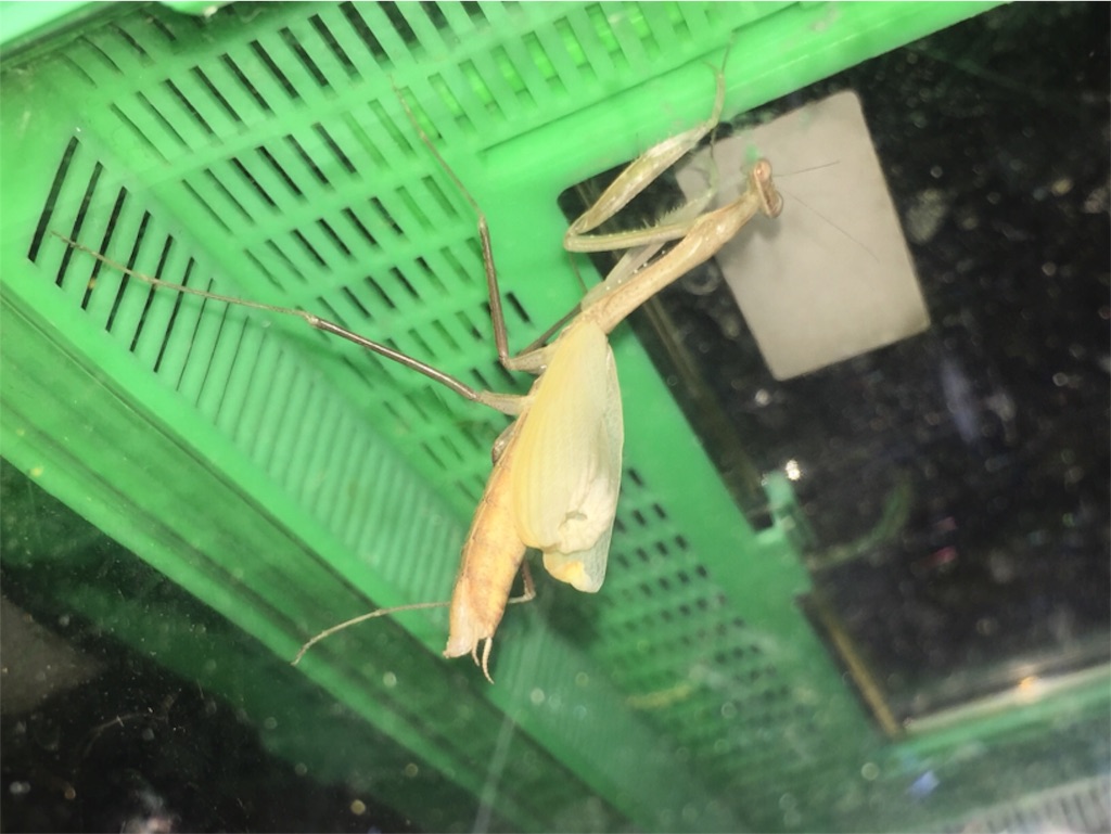 f:id:Gottesanbeterin:20180825022544j:image f:id:Gottesanbeterin:20180825022544j:image