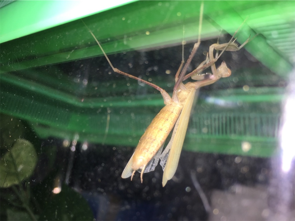 f:id:Gottesanbeterin:20180825022553j:image f:id:Gottesanbeterin:20180825022553j:image