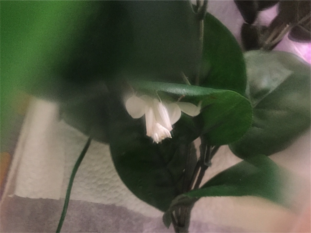 f:id:Gottesanbeterin:20180828201451j:image