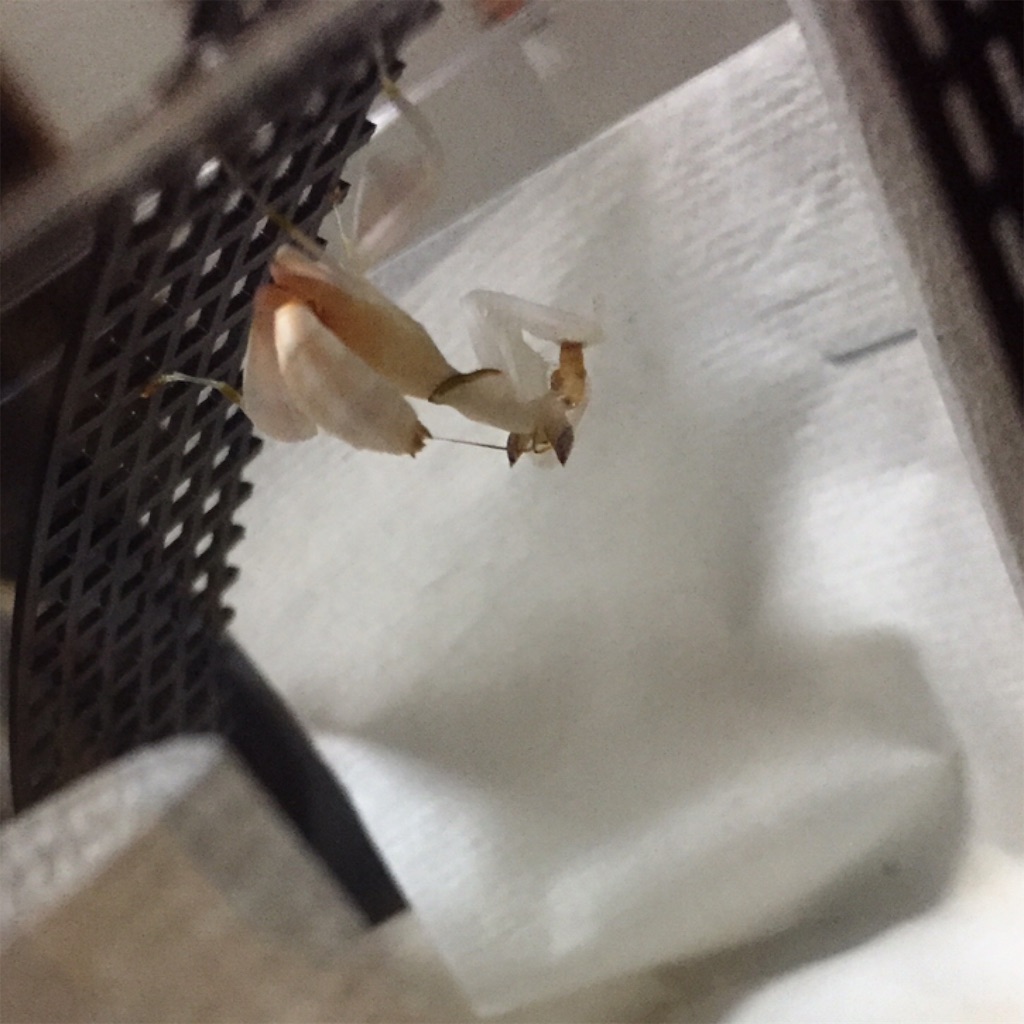 f:id:Gottesanbeterin:20180929224446j:image