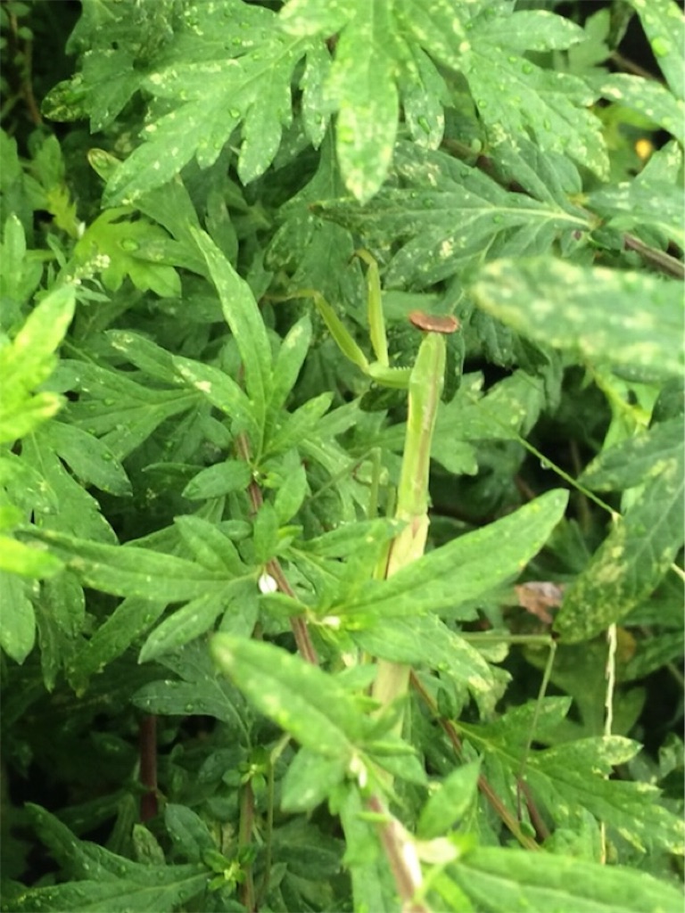 f:id:Gottesanbeterin:20180929225656j:image