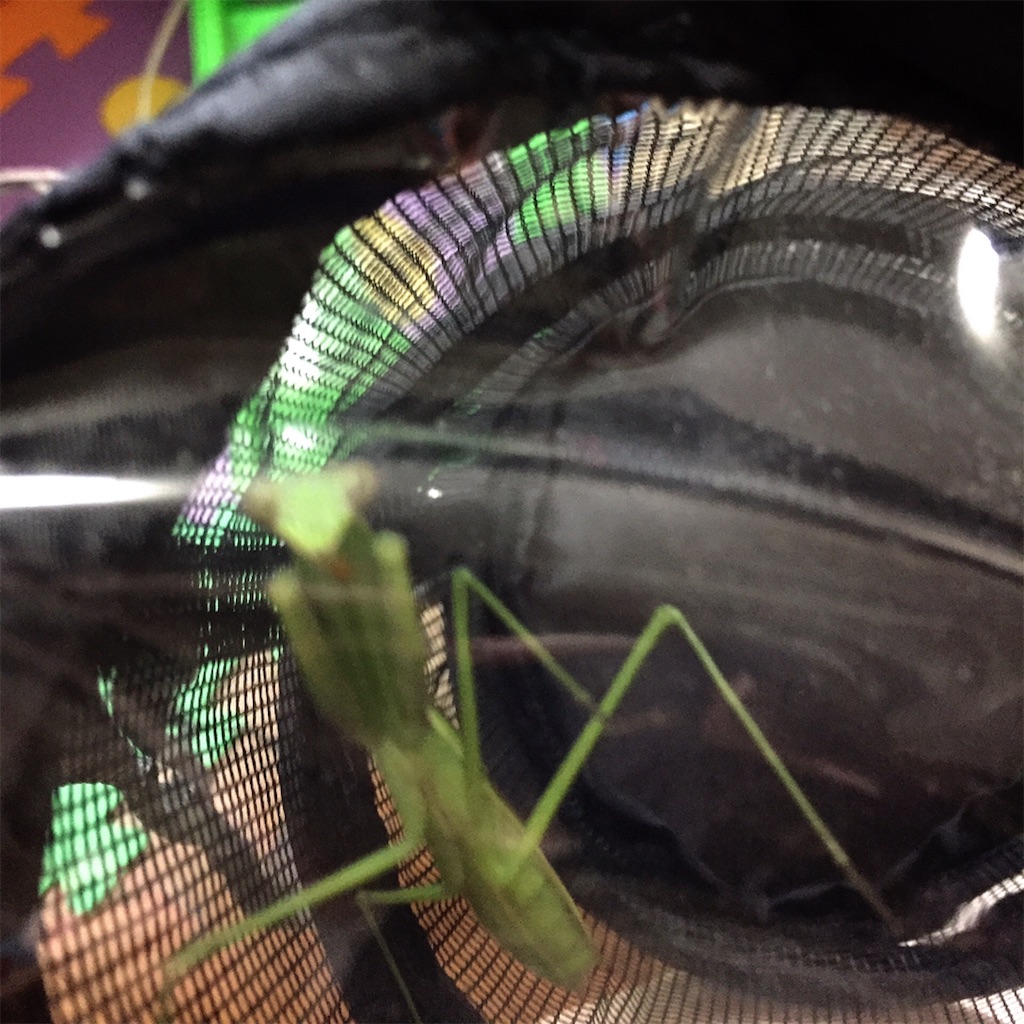 f:id:Gottesanbeterin:20180929230036j:image