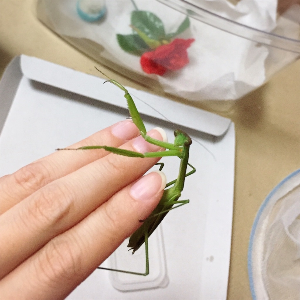 f:id:Gottesanbeterin:20180929230129j:image