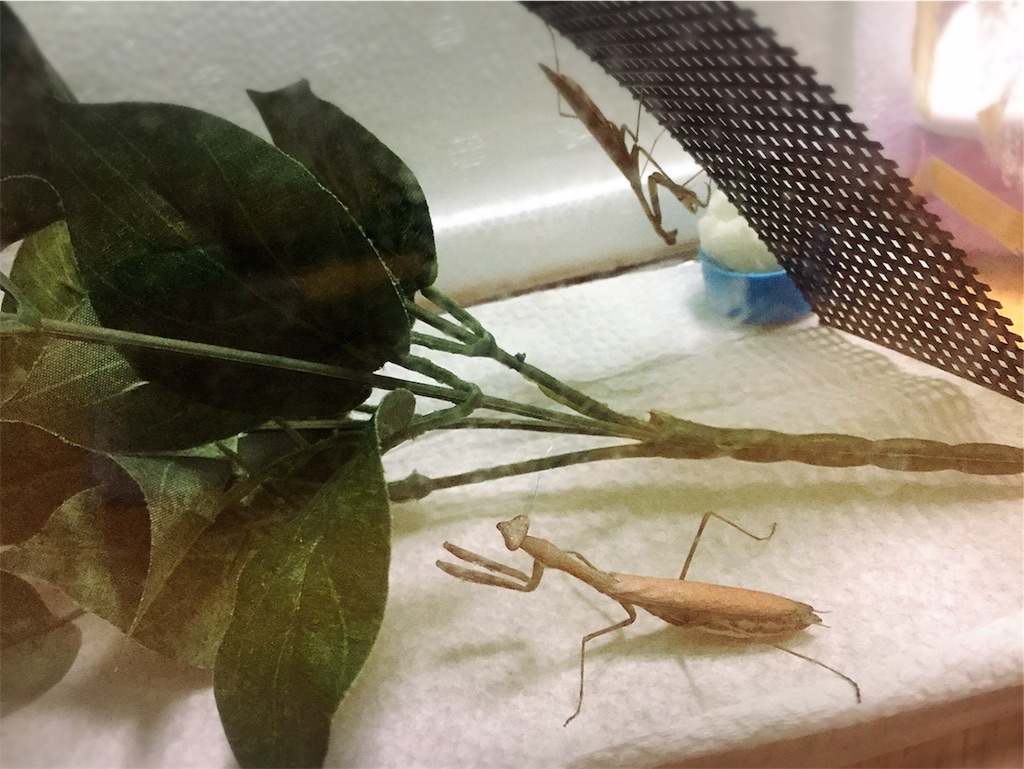 f:id:Gottesanbeterin:20181012011837j:image