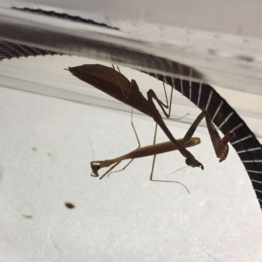 f:id:Gottesanbeterin:20181012011844j:image