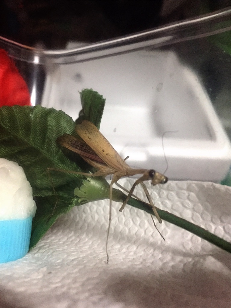 f:id:Gottesanbeterin:20181023003343j:image