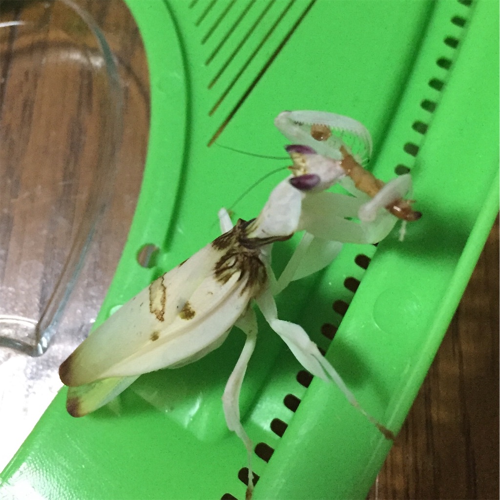 f:id:Gottesanbeterin:20190109005319j:image