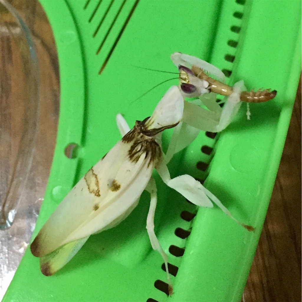 f:id:Gottesanbeterin:20190109005427j:image