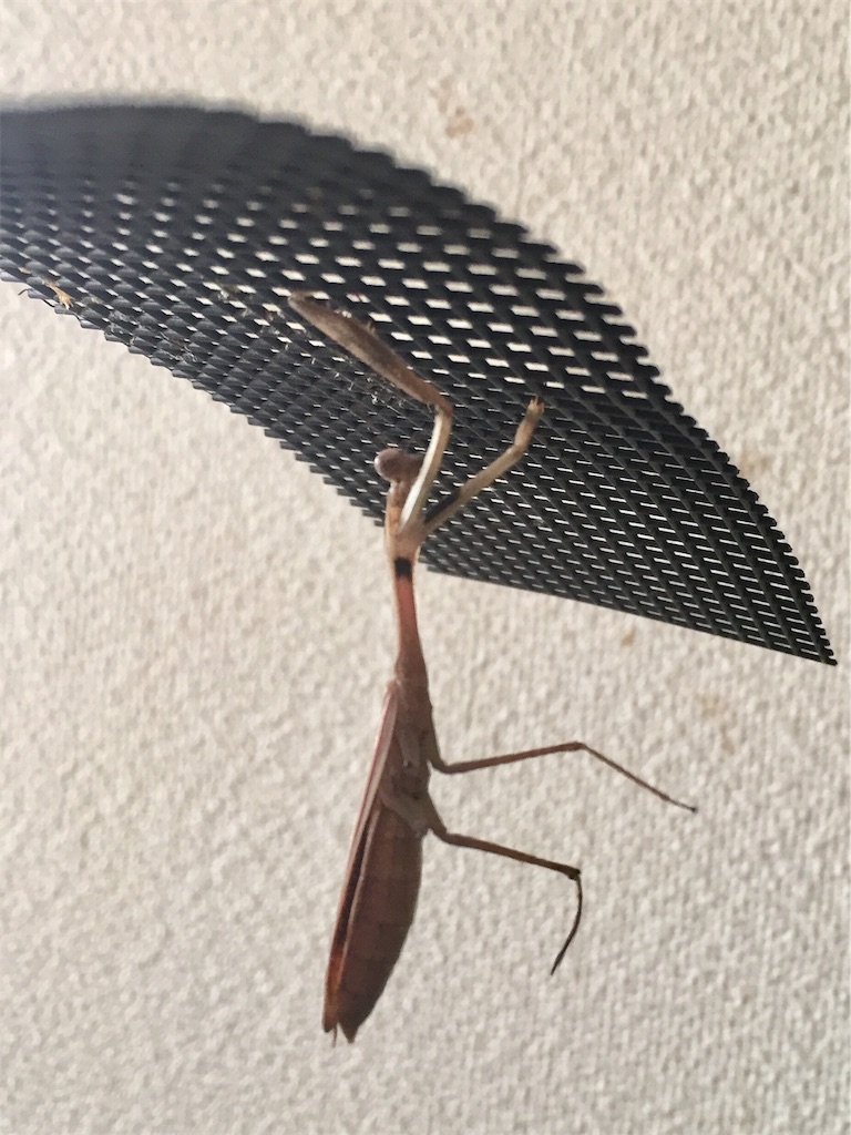 f:id:Gottesanbeterin:20190109010233j:image