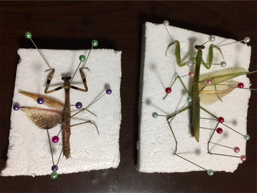 f:id:Gottesanbeterin:20190114234956j:image