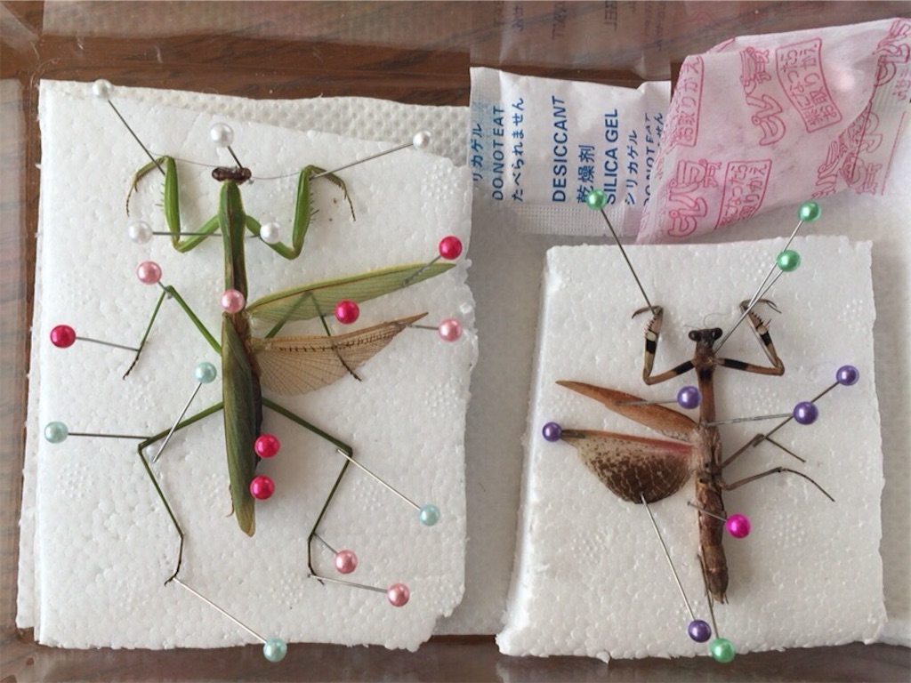 f:id:Gottesanbeterin:20190114235023j:image