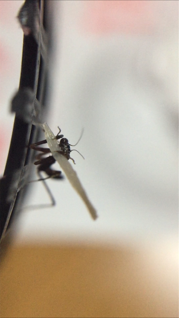 f:id:Gottesanbeterin:20190521014510p:image