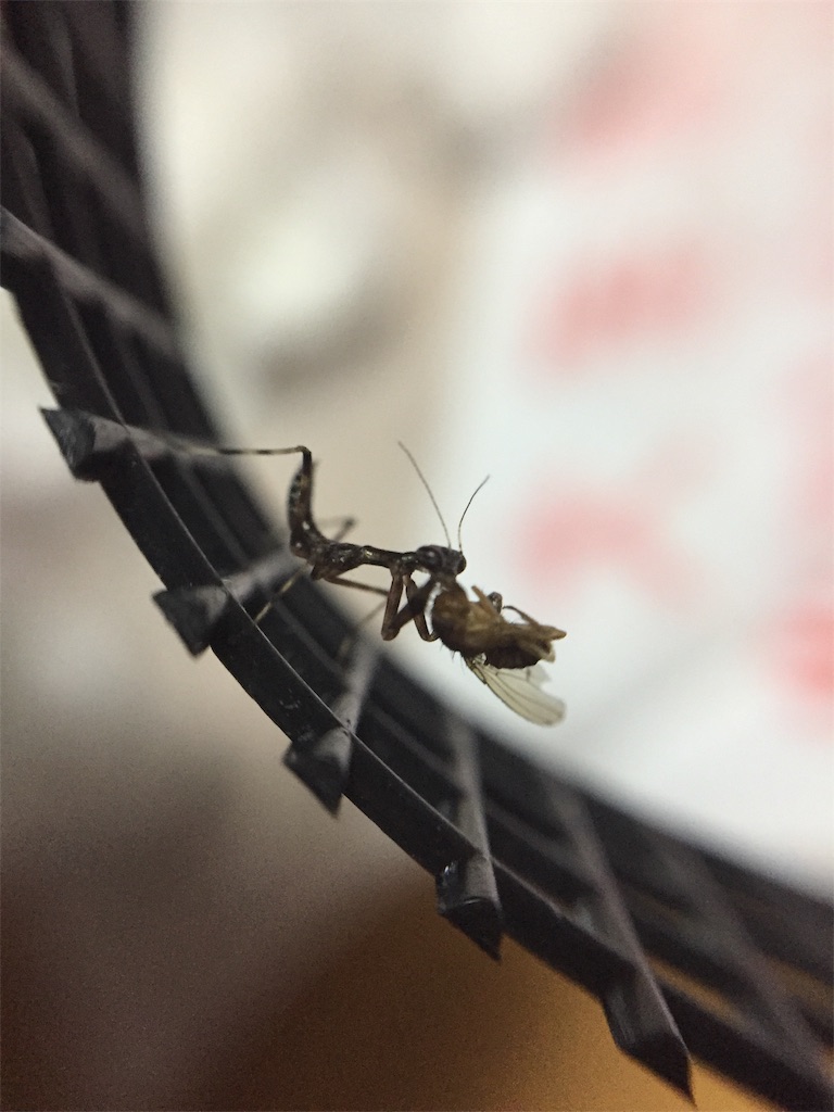 f:id:Gottesanbeterin:20190521014523j:image