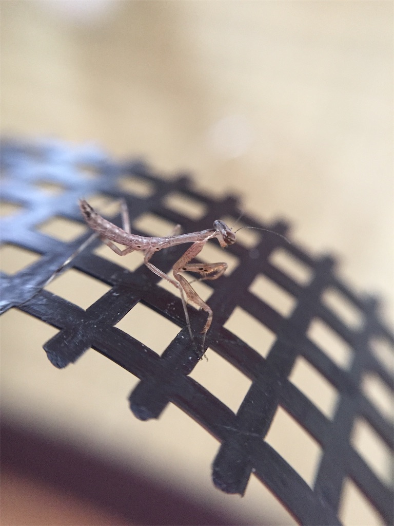 f:id:Gottesanbeterin:20190524000832j:image