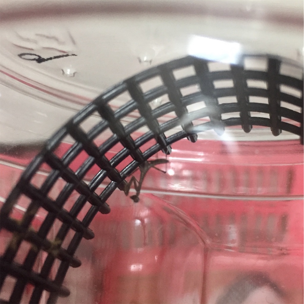 f:id:Gottesanbeterin:20190531235007j:image