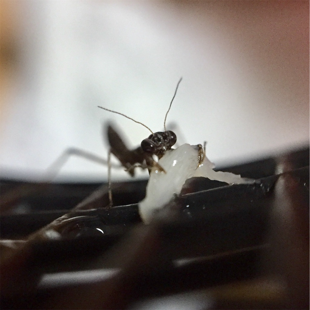 f:id:Gottesanbeterin:20190604005156j:image