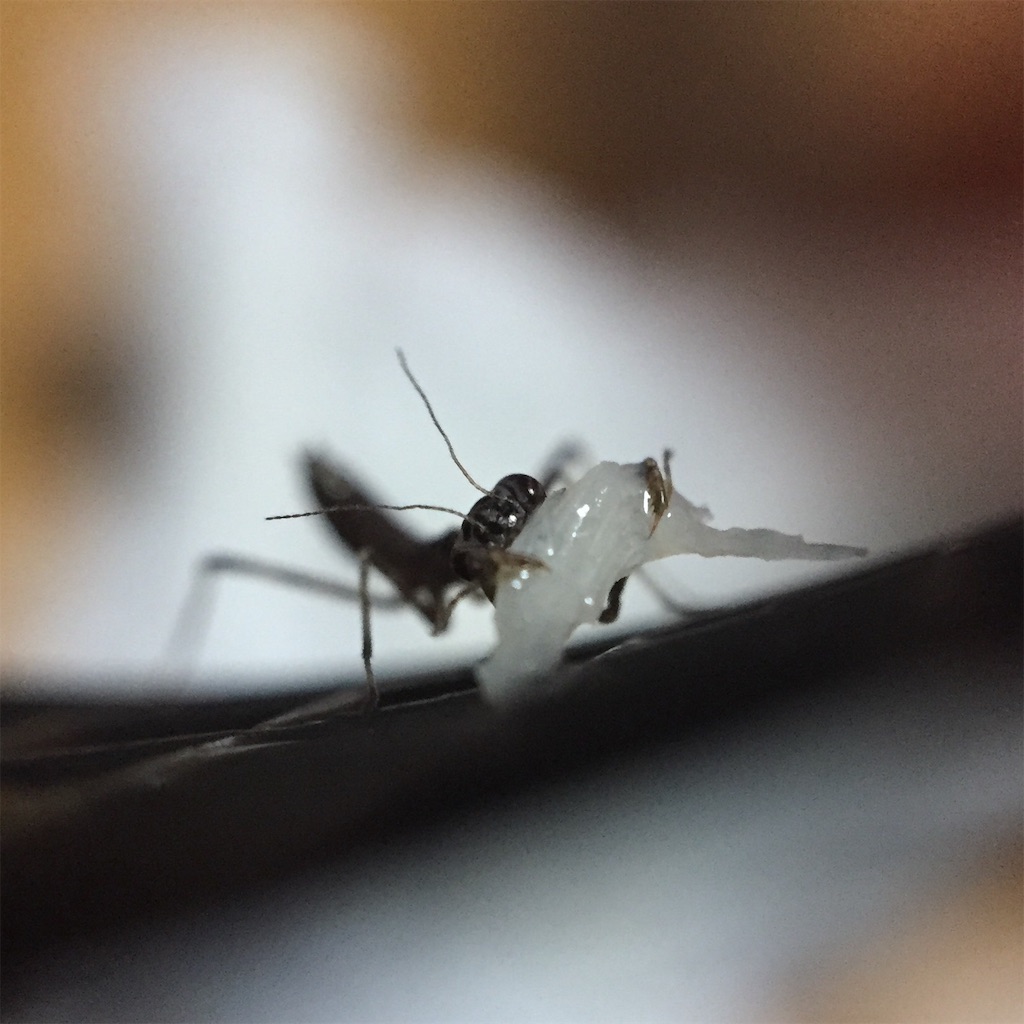 f:id:Gottesanbeterin:20190604005159j:image