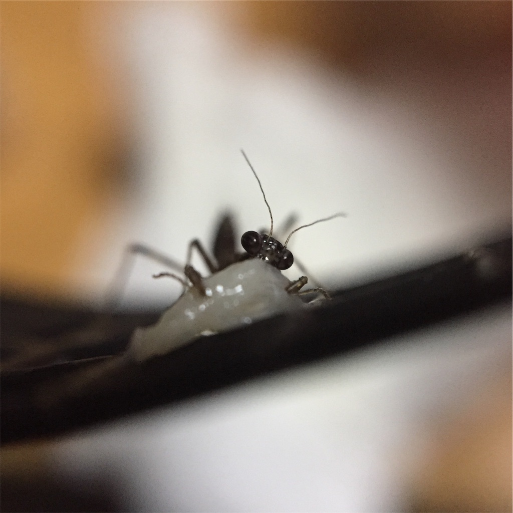 f:id:Gottesanbeterin:20190604005206j:image