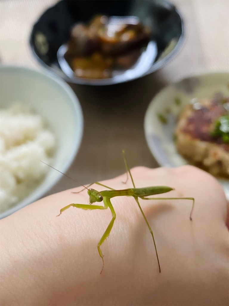 命名 カマキリブログ