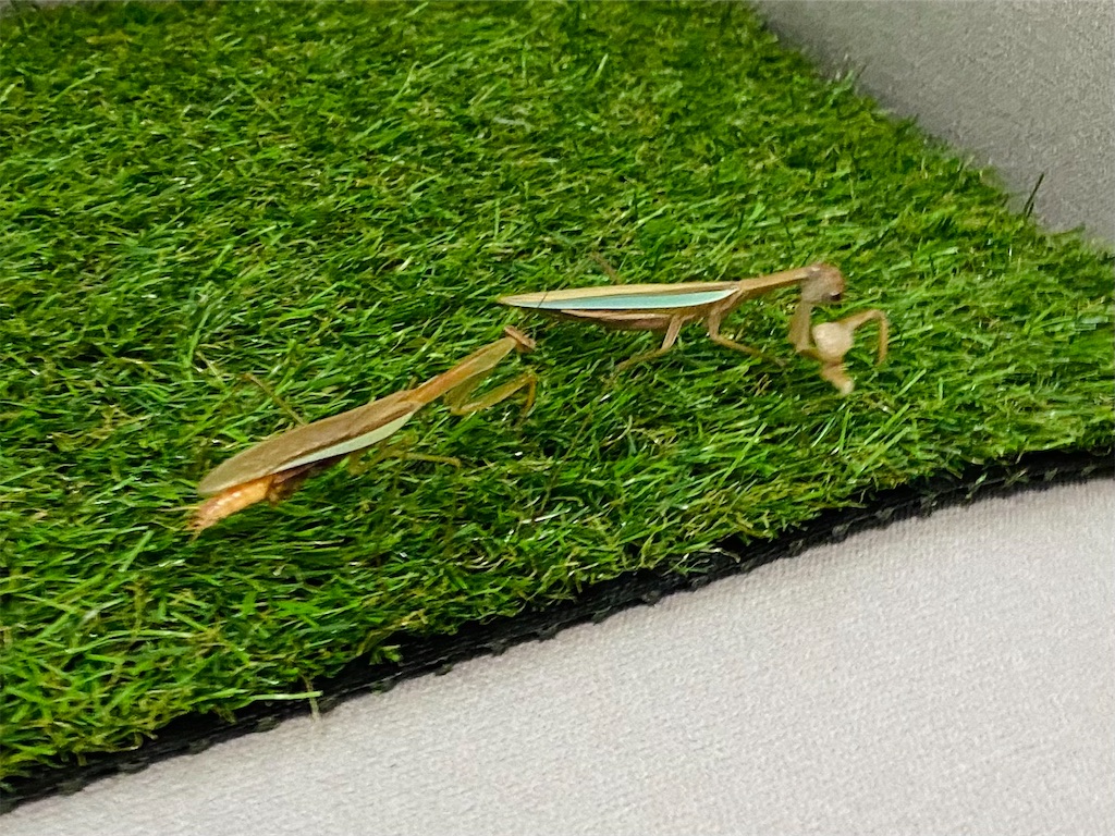 f:id:Gottesanbeterin:20210926210612j:image