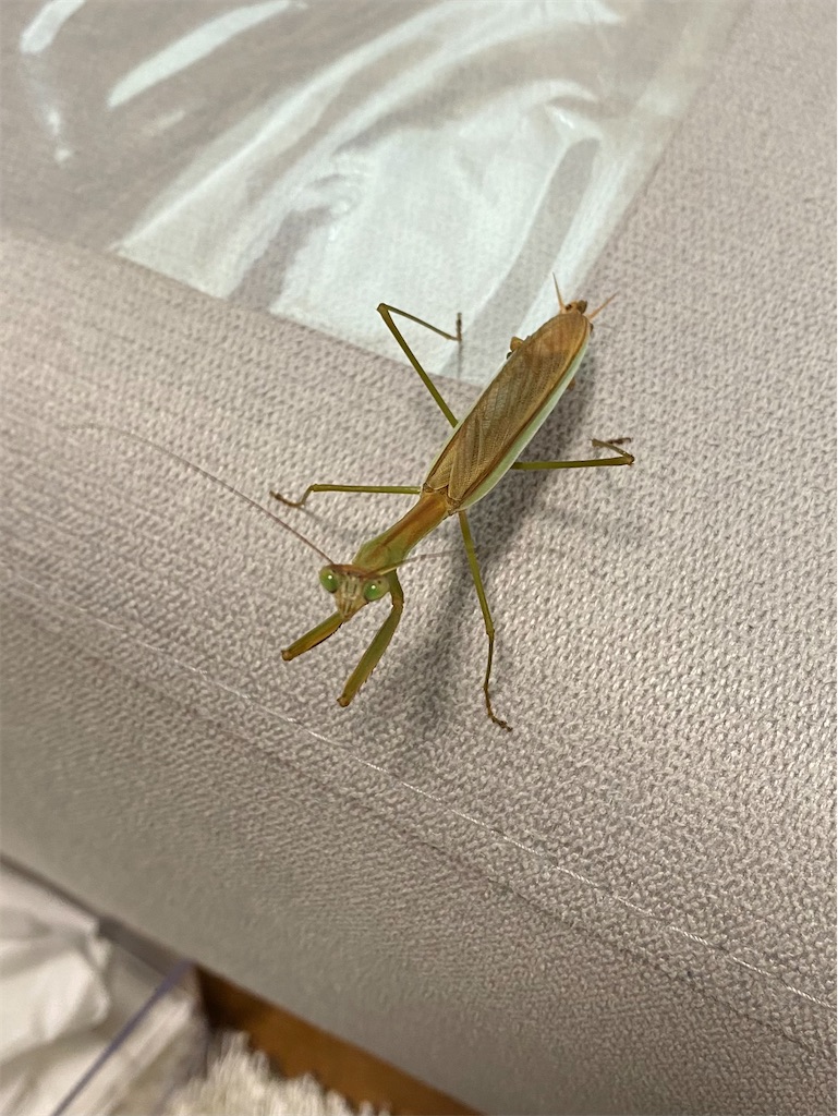 f:id:Gottesanbeterin:20210926210615j:image