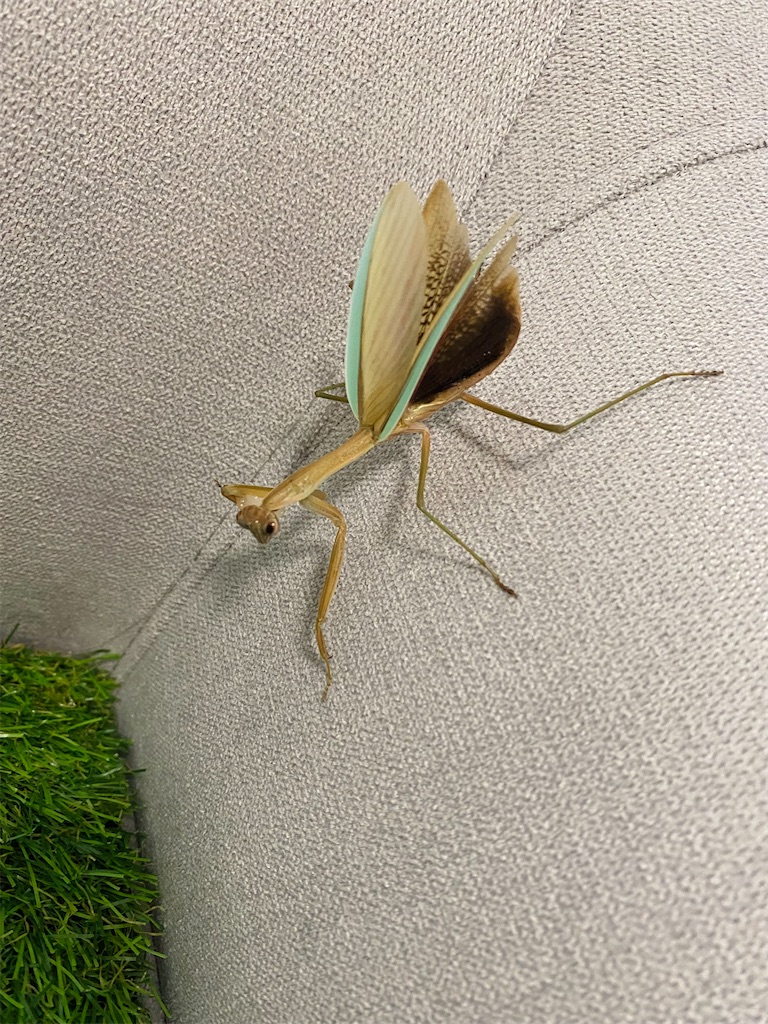 f:id:Gottesanbeterin:20210926210625j:image