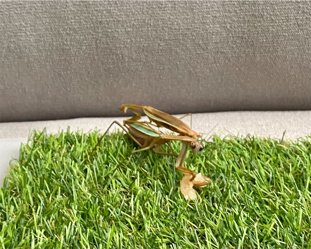 f:id:Gottesanbeterin:20210926210627j:image