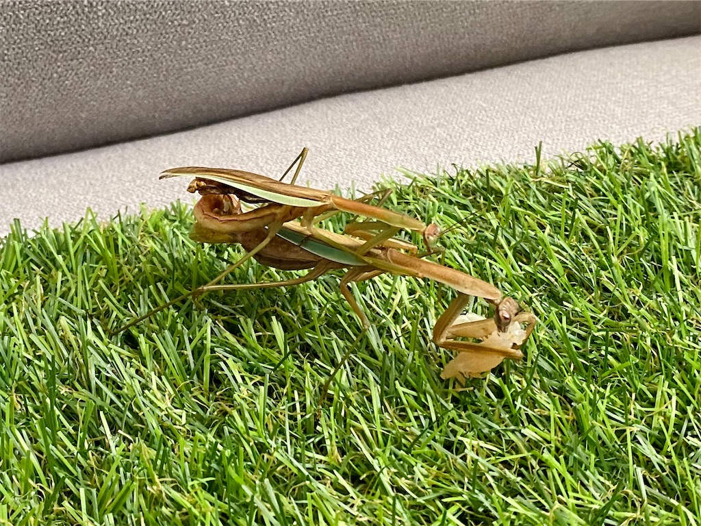 f:id:Gottesanbeterin:20210926210630j:image