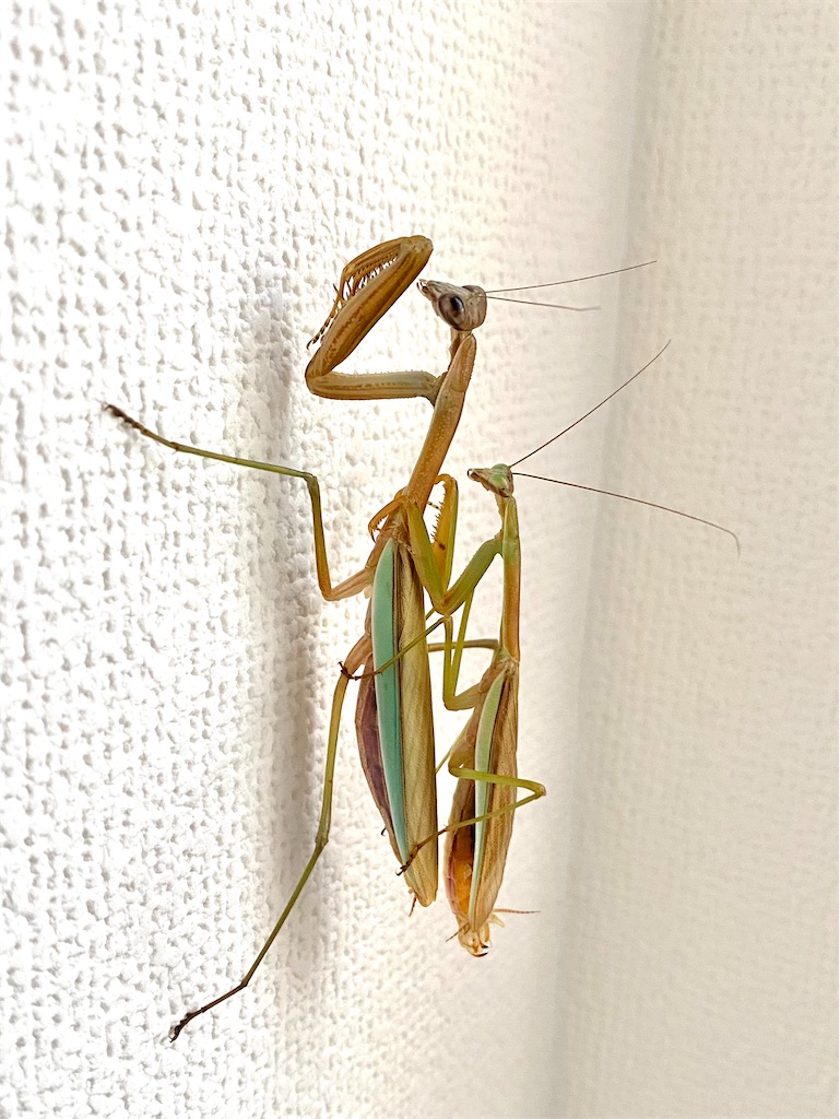 f:id:Gottesanbeterin:20210926210632j:image