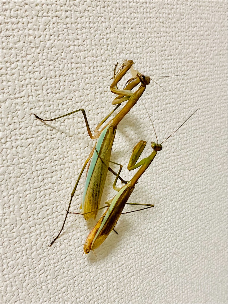 f:id:Gottesanbeterin:20210926210640j:image