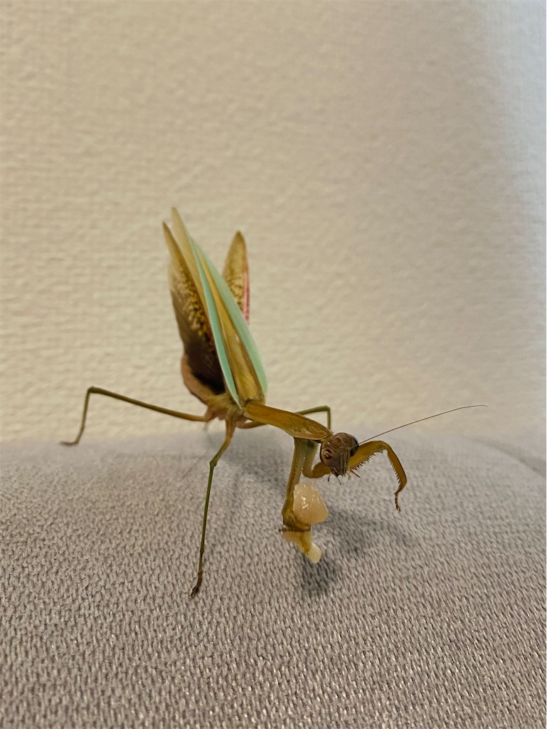 f:id:Gottesanbeterin:20210926210642j:image