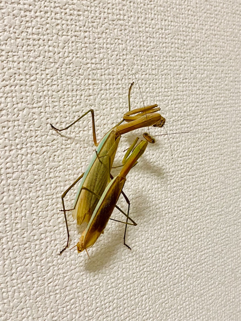 f:id:Gottesanbeterin:20210926210649j:image