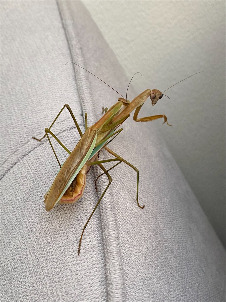 f:id:Gottesanbeterin:20210926210651j:image