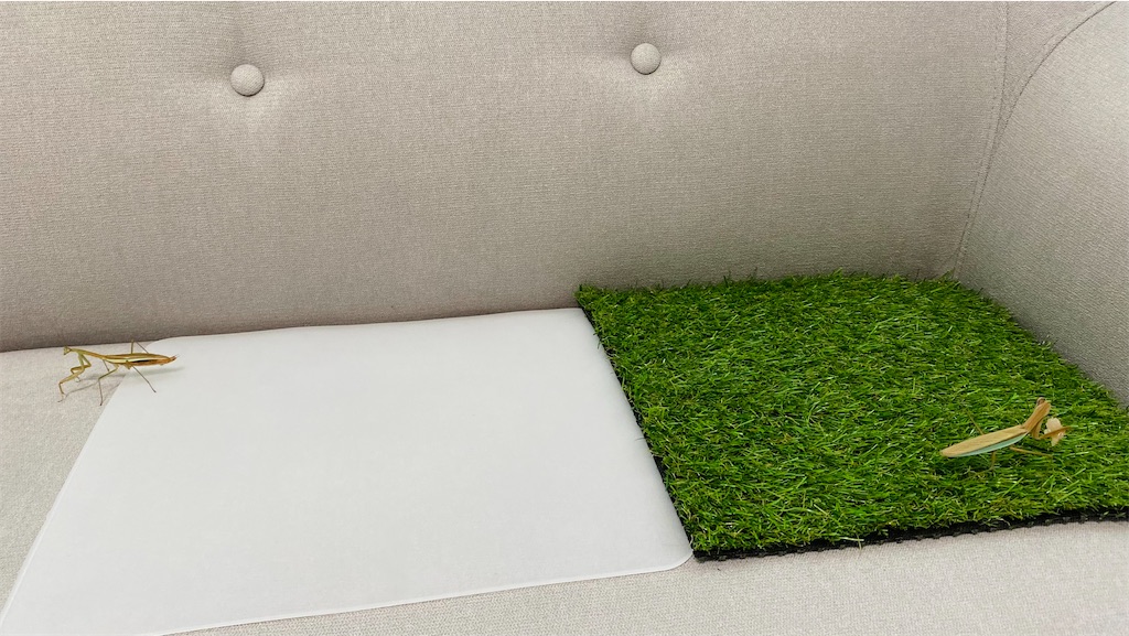 f:id:Gottesanbeterin:20210926210654j:image