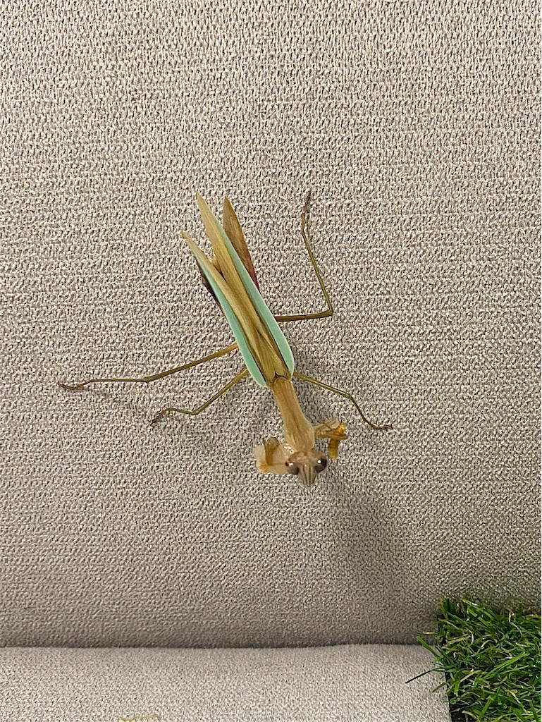 f:id:Gottesanbeterin:20210926210659j:image