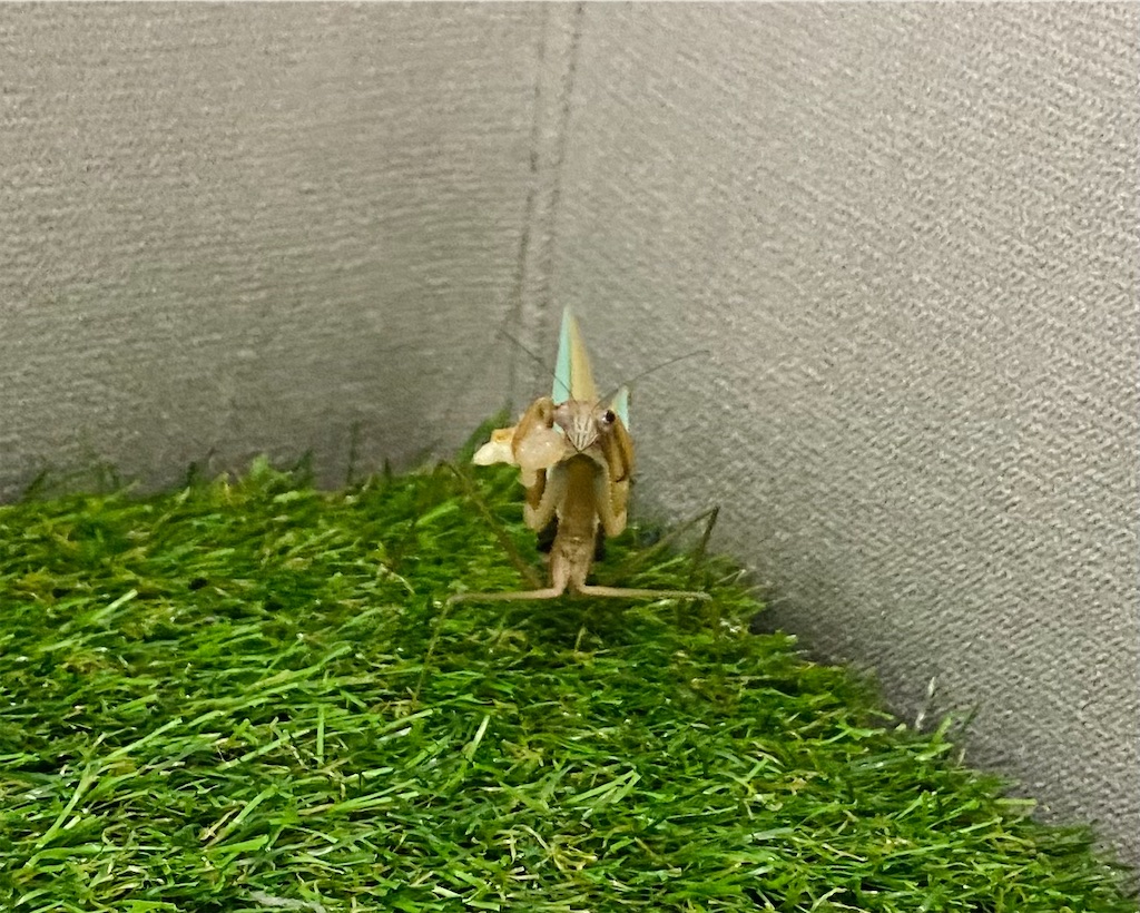 f:id:Gottesanbeterin:20210926210701j:image