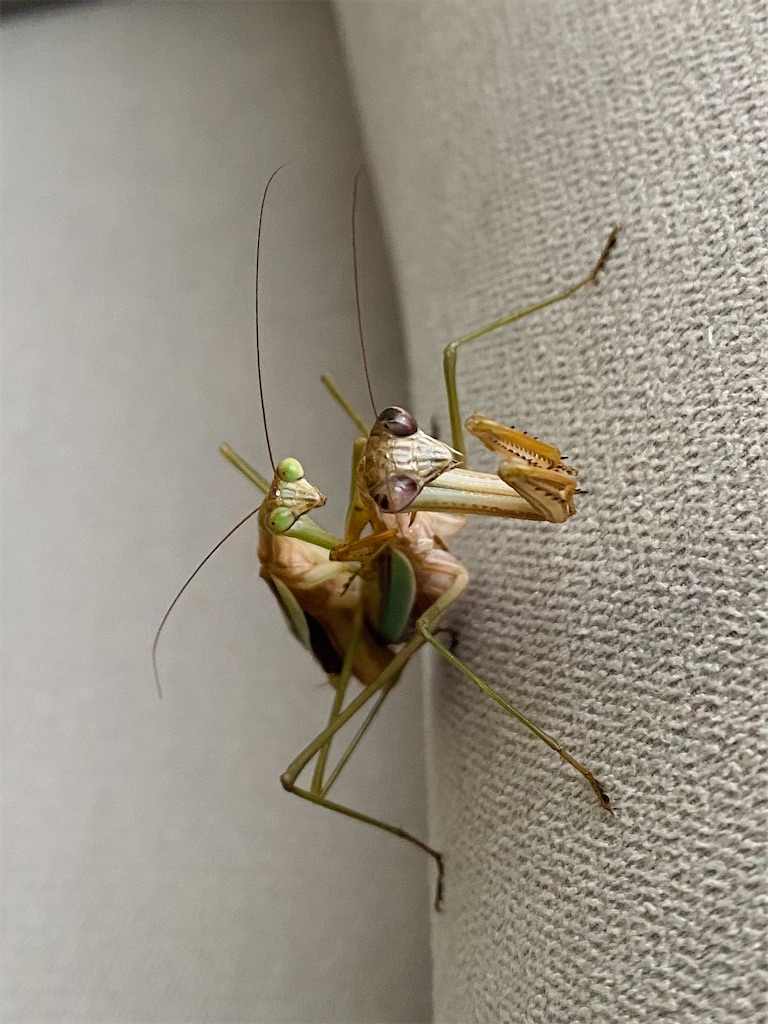 f:id:Gottesanbeterin:20210926210704j:image